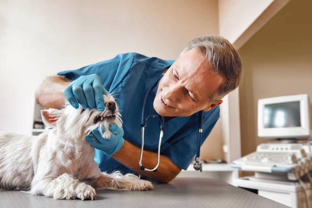 Best Emergency Broken Tooth Repair in Denver, IA